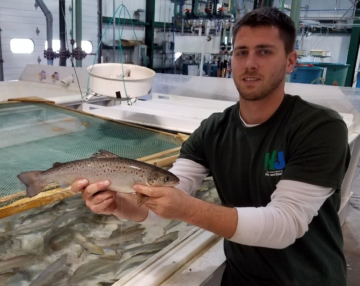 Hackettstown Fish Hatchery worker Nick Ruberto with salmon