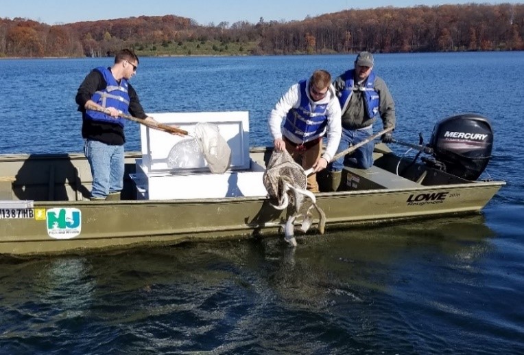 The Division of Fish and Wildlife stocks landlocked salmon in Merrill Creek Reservoir