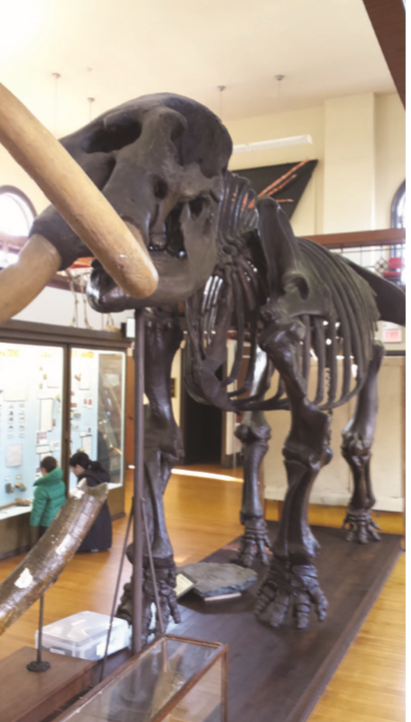 Mannington Mastodon at Rutgers Geology Museum