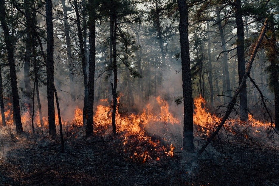 NJDEP prescribed burns