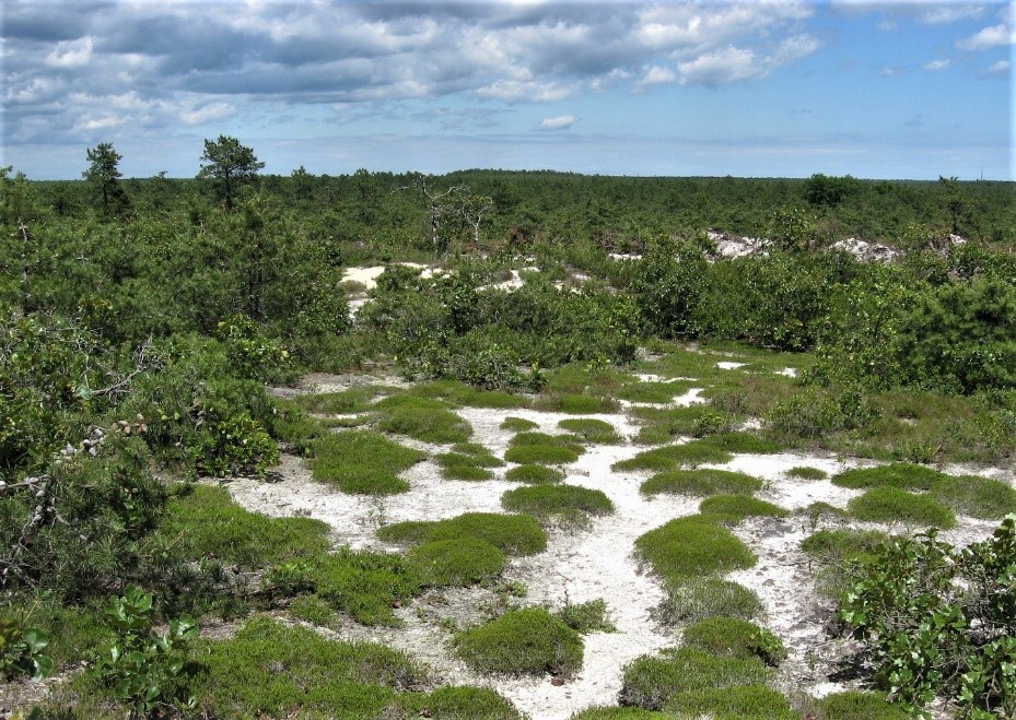 photo: Broom crowberry population, Stafford Forge WMA