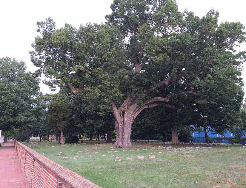 Famous Salem Oak