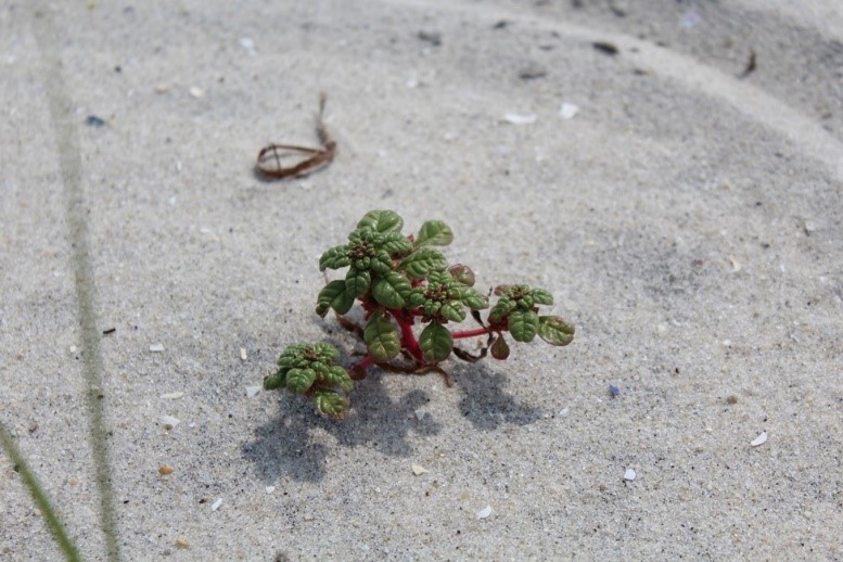 Seabeach amaranth