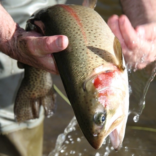 trout fishing season