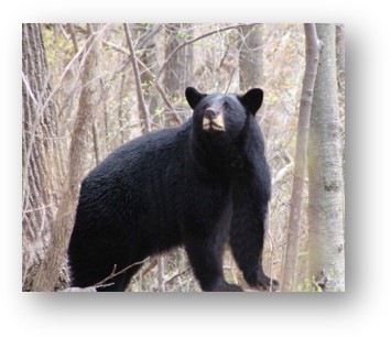 NJDEP - News Release 22/P041 | Active Fall Period for Black Bears Begins;  New Jersey Residents Urged to Secure Trash, Other Potential Food Sources