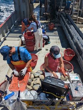 DEP PHOTO/Rutgers researchers assessing surf clams on specialized dredge