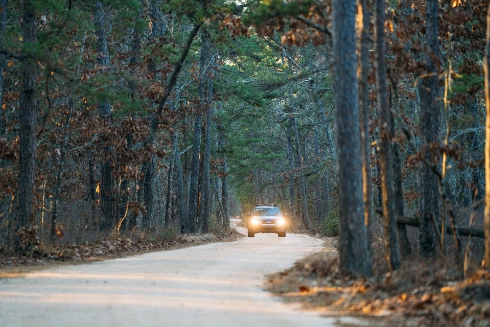 Wharton State Forest Road
