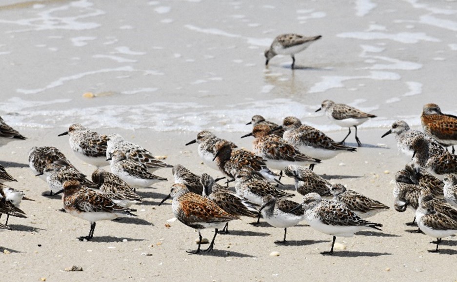 Higbee Beach Wildlife Management Area