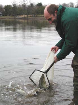 DEP Commissioner Bradley M. Campbell releases trout into Colonial Lake in Lawrenceville Thursday in preparation for opening day of trout season, Saturday, April
10.