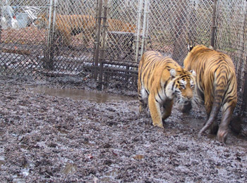 photo of tigers