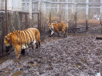 photo of tigers