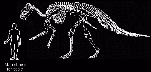 Hadrosaurus foulkii