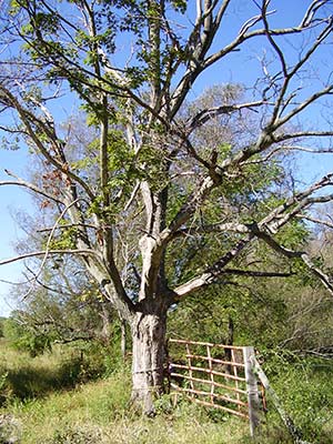 Papakating Creek Preserve