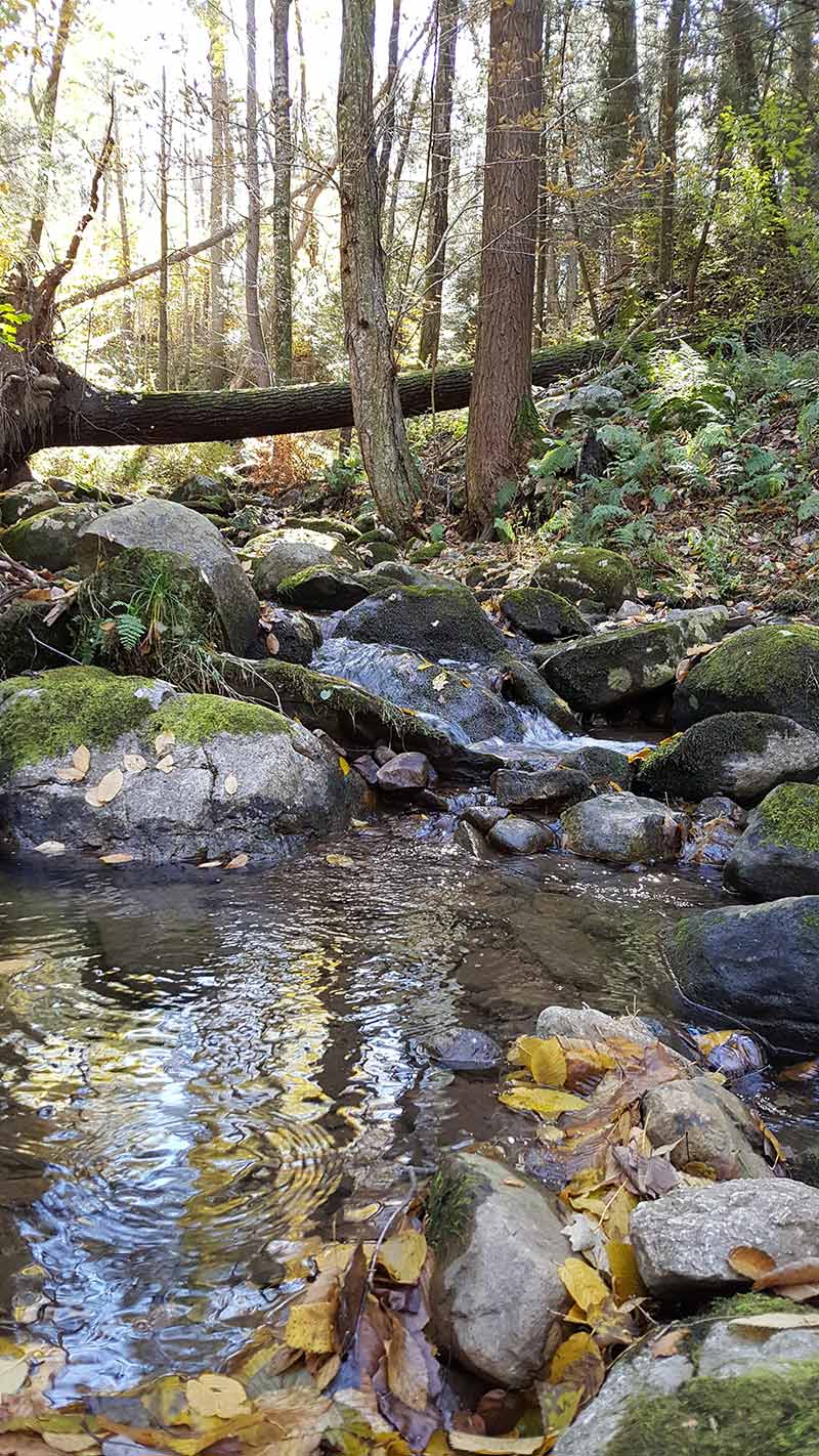 Reinhardt Preserve of the New Jersey Natural Lands Trust (NJNLT)