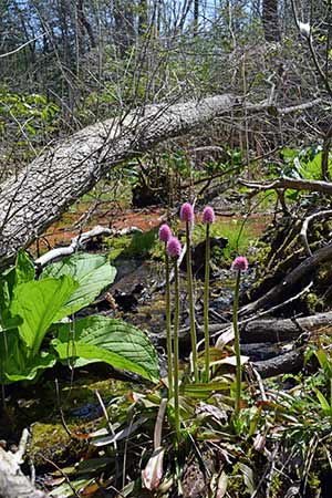 Richard Buhlman Preserve