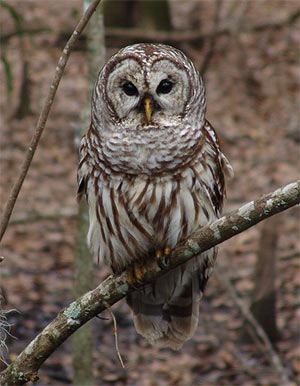 barred owl