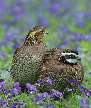 bobwhite quail