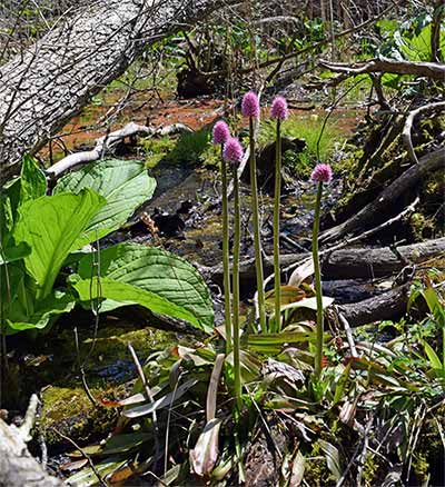 New Jersey Natural Lands Trust