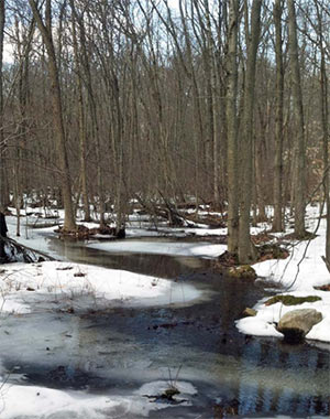 Budd Lake Bog Preserve