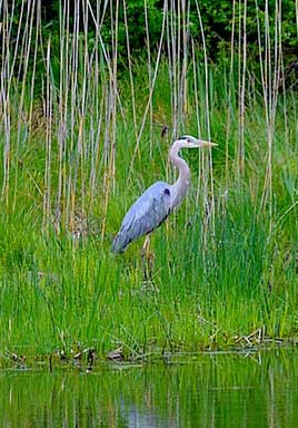 great blue heron