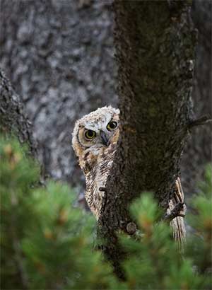 great horned owl