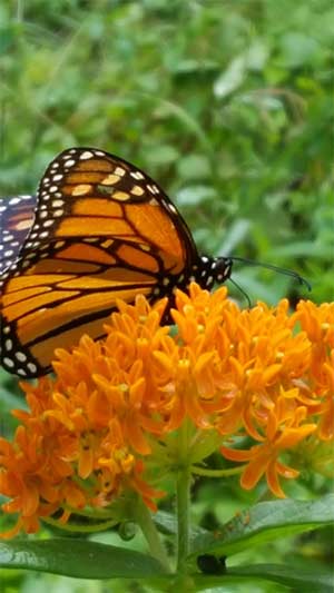 Monarch Butterfly