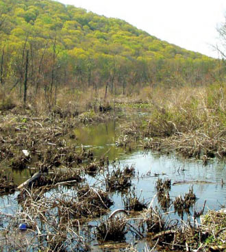 Mountain Lake Bog Preserve