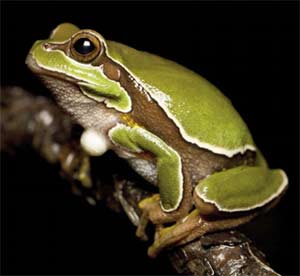 Pine Barrens Treefrog