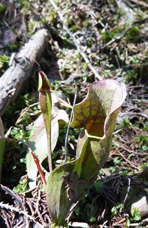 pitcher plant