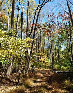 Mulhockaway Creek Preserve