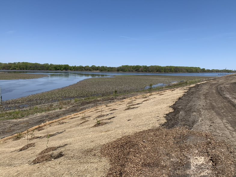 Tree and shrub plantings near the confluence of the Cooper and Delaware Rivers May 2020