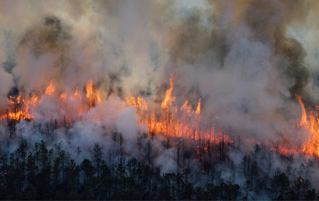 NJDEP | New Jersey Forest Fire Service NJDEP | New Jersey Forest Fire Service
