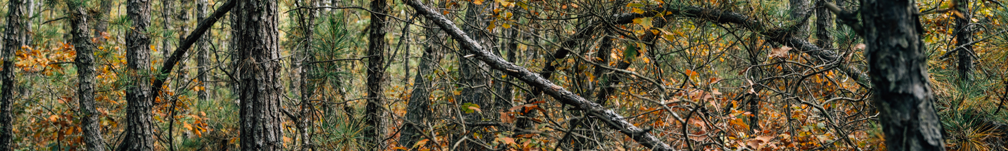 Allen Road - Current forest density and ladder fuel on October 16, 2022.