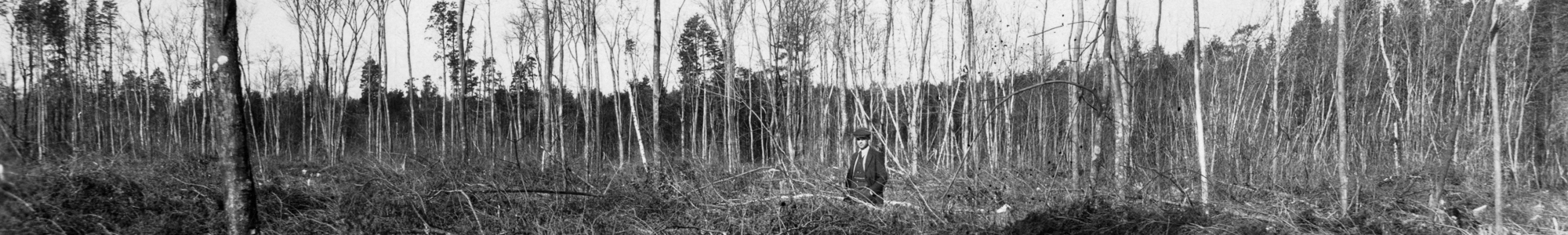 Cedar Swamp, Brendan T. Byrne State Forest