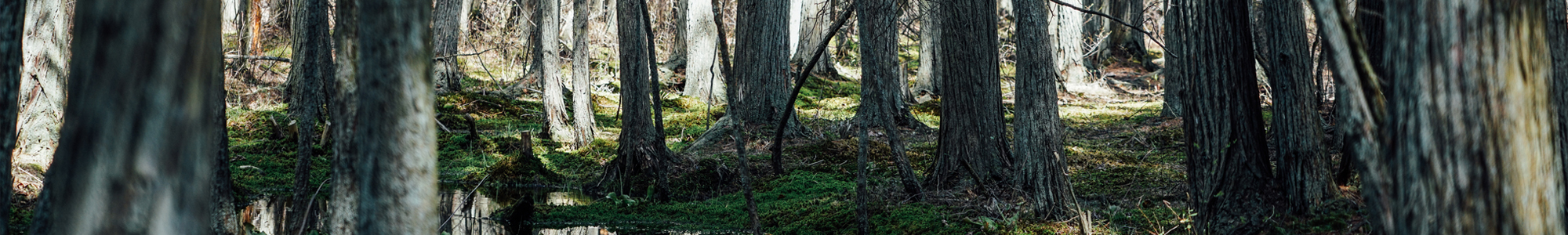 Cedar Swamp, Wharton State Forest