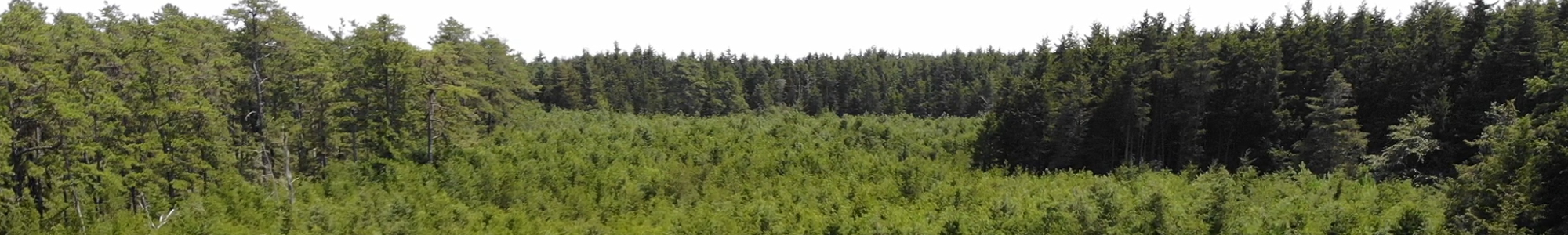 Cedar Swamp, Bass River State Forest