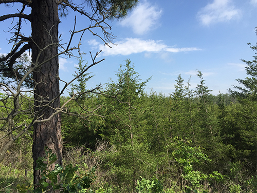 Double Trouble State Park - Restoration Timeline