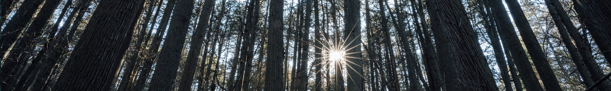 Cedar Swamp, Brendan T. Byrne State Forest