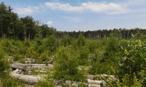 Young Atlantic white cedar