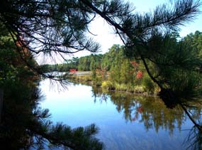 Atlantic-white cedar