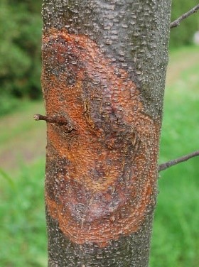 Herbicide halo around vine trunks as means of discouraging woody