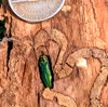 Emerald Ash Borer