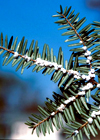 Hemlock Woolly Adelgid