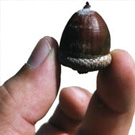 acorn