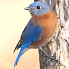 bluebird