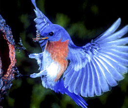 Bluebird in Flight