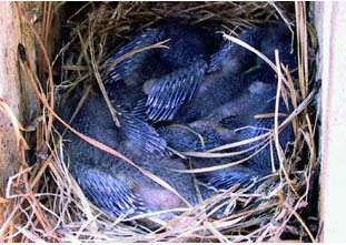 Bluebirds in Nestbox