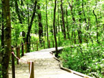 View of boardwalk trail