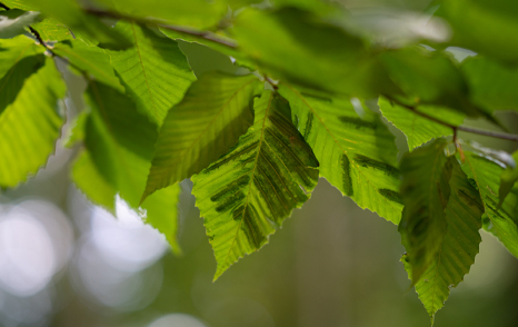 DEP Urges Residents to Check Trees for Beech Leaf Disease, Which is Confirmed in 12 New Jersey Counties 