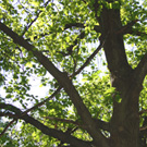 oak tree